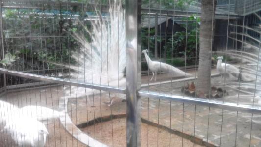 邯鄲深圳野生動物園